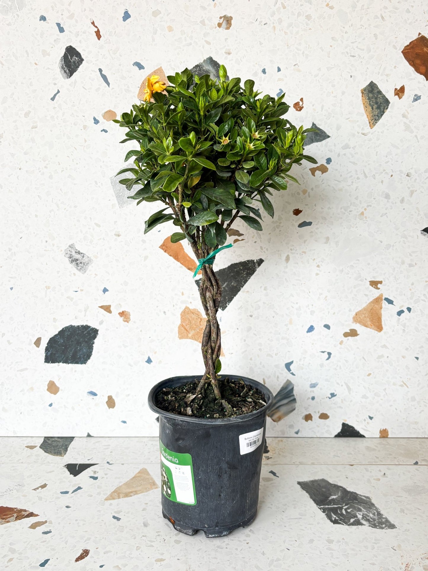 Buttons (Gardenia) - Alma Plantes