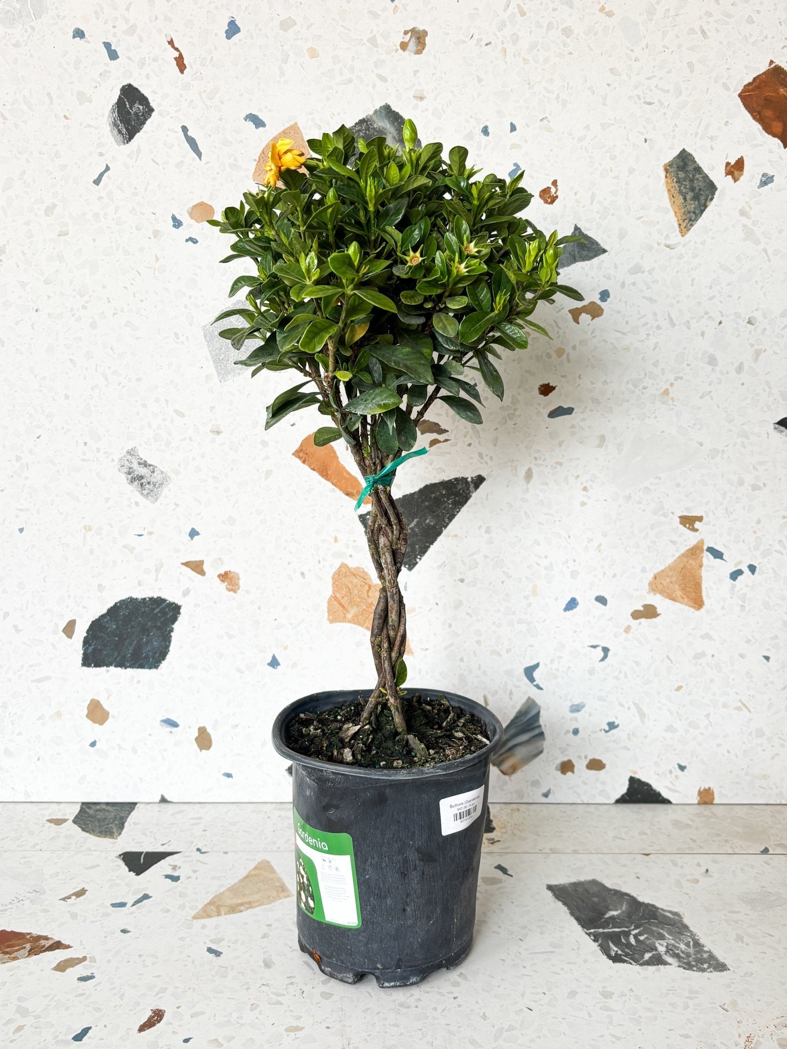 Buttons (Gardenia) - Alma Plantes