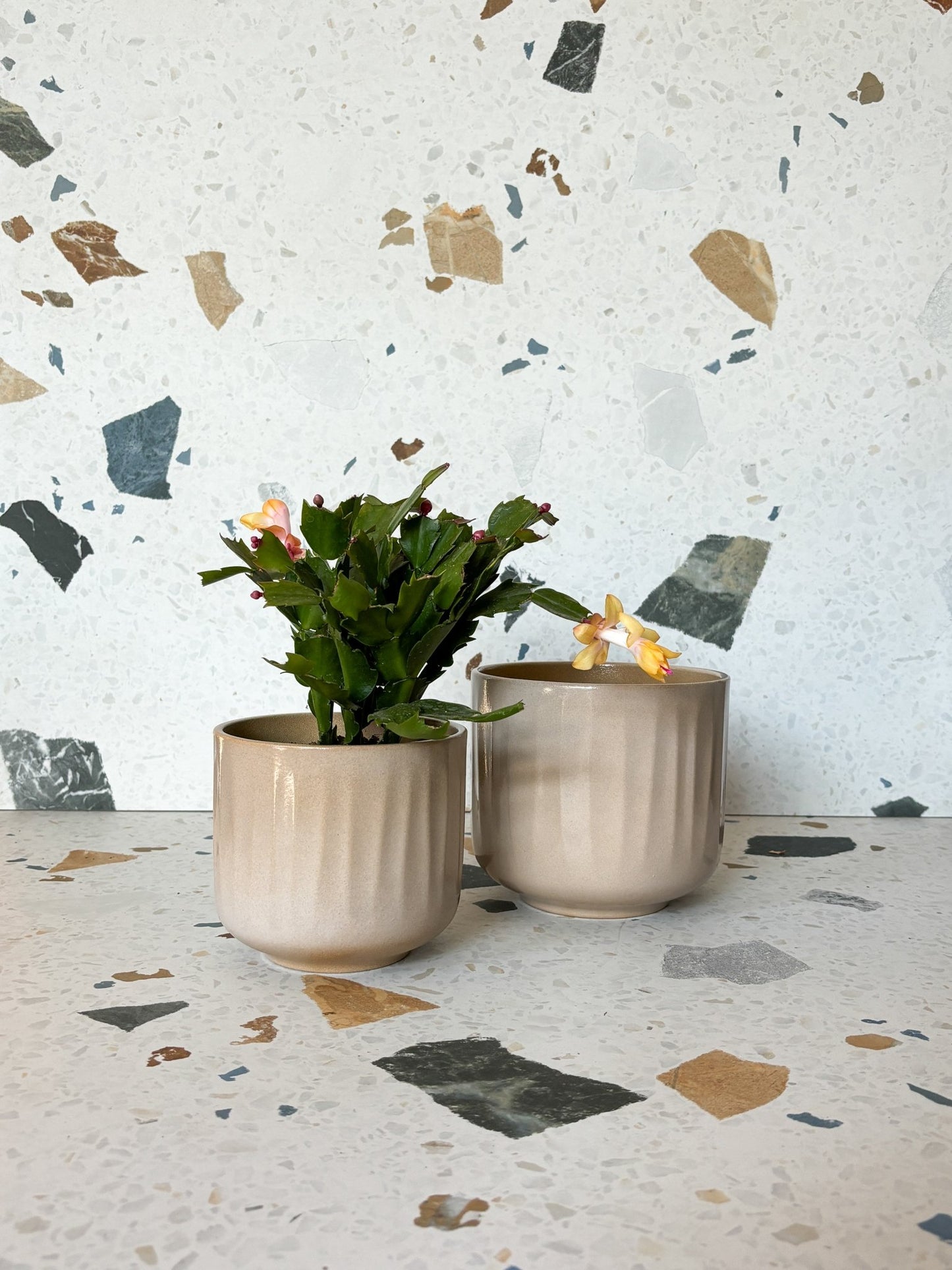 Cache - pot Bagua - Argile - Alma Plantes
