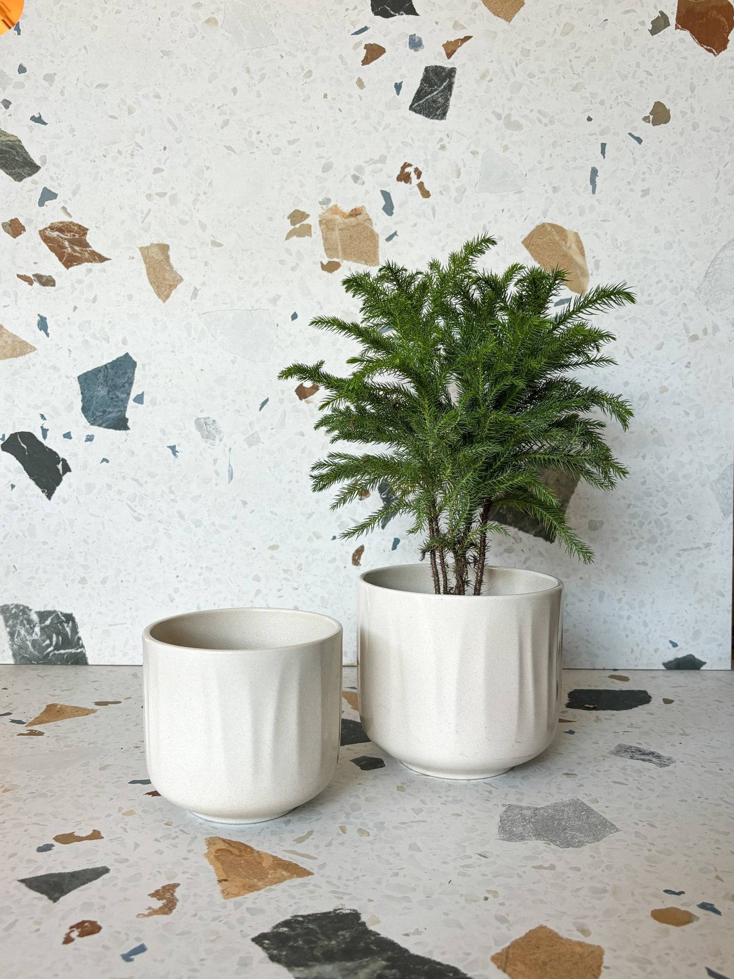 Cache - pot Bagua - Crème - Alma Plantes