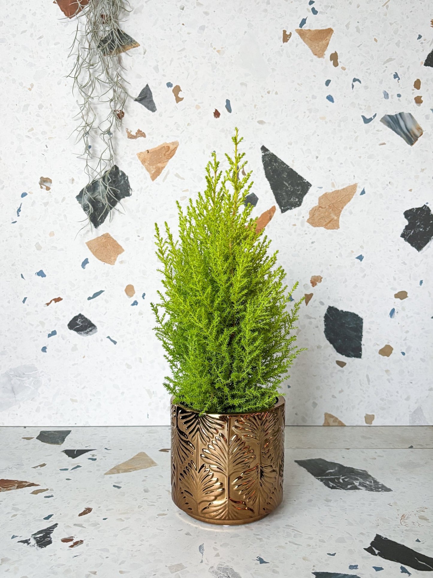 Cache - pot bronze - Alma Plantes