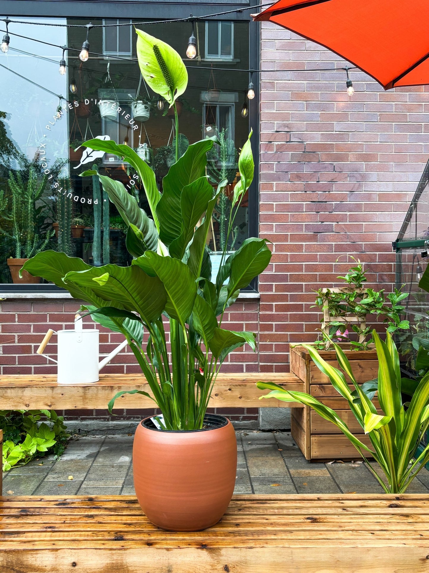 Cache - pot Cibele - Alma Plantes