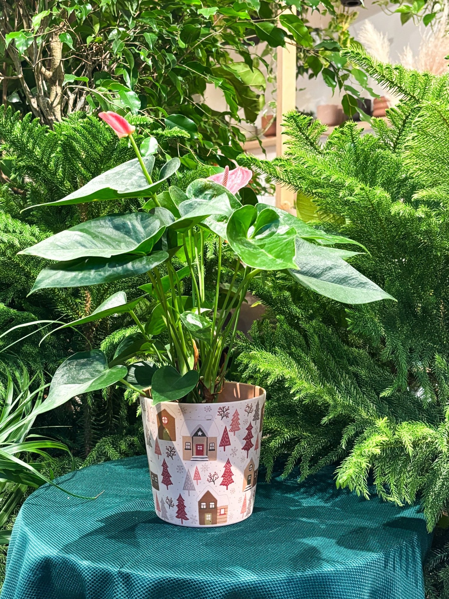 Cache - pot dallas breeze - Village d'hiver - Alma Plantes