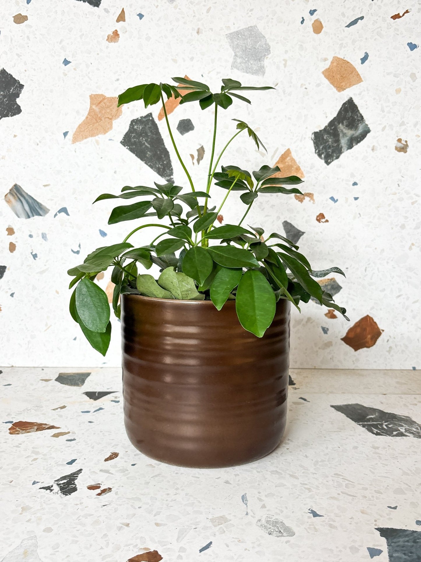 Cache - pot Dark Oak - Alma Plantes