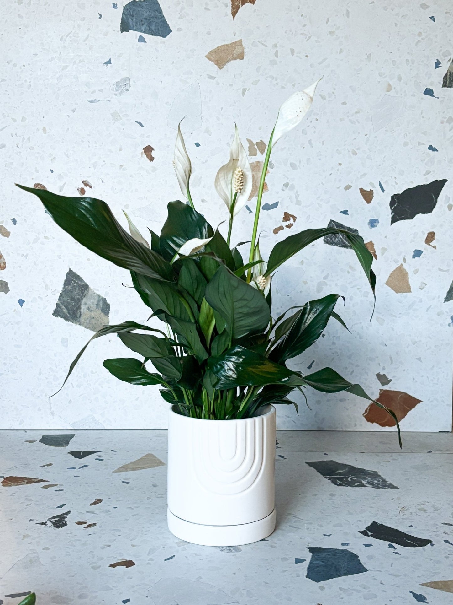 Cache - pot Laken - Alma Plantes