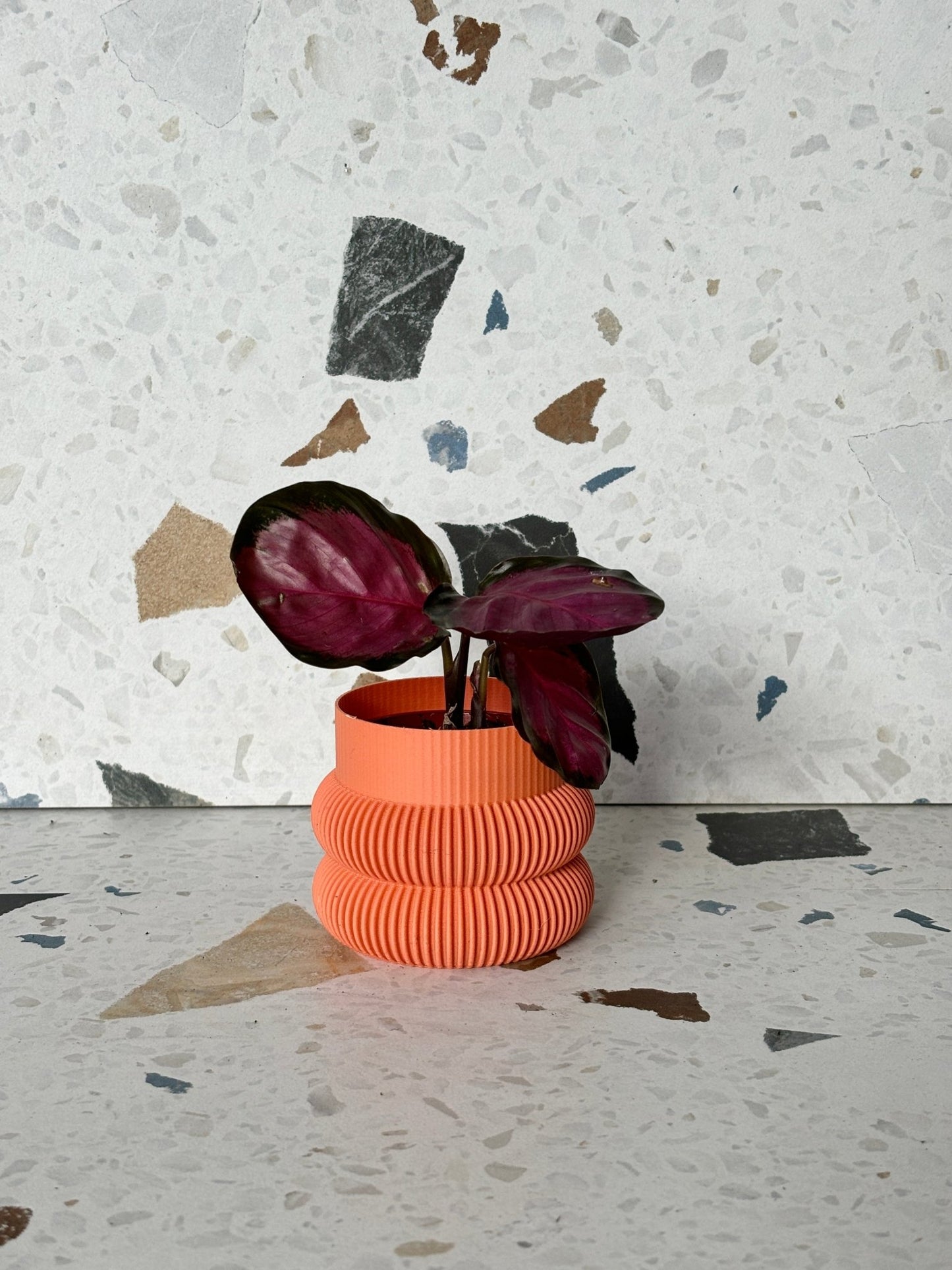 Cache pot 'Le Beignet' - Alma Plantes