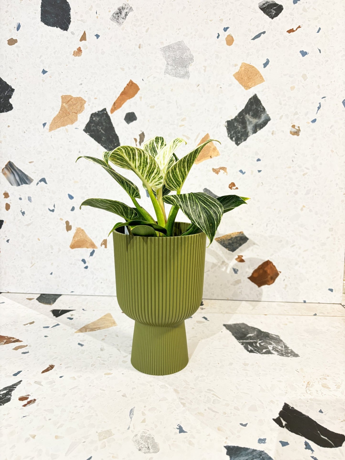 Cache - pot - Vibes fold coupe - Grand format - Alma Plantes
