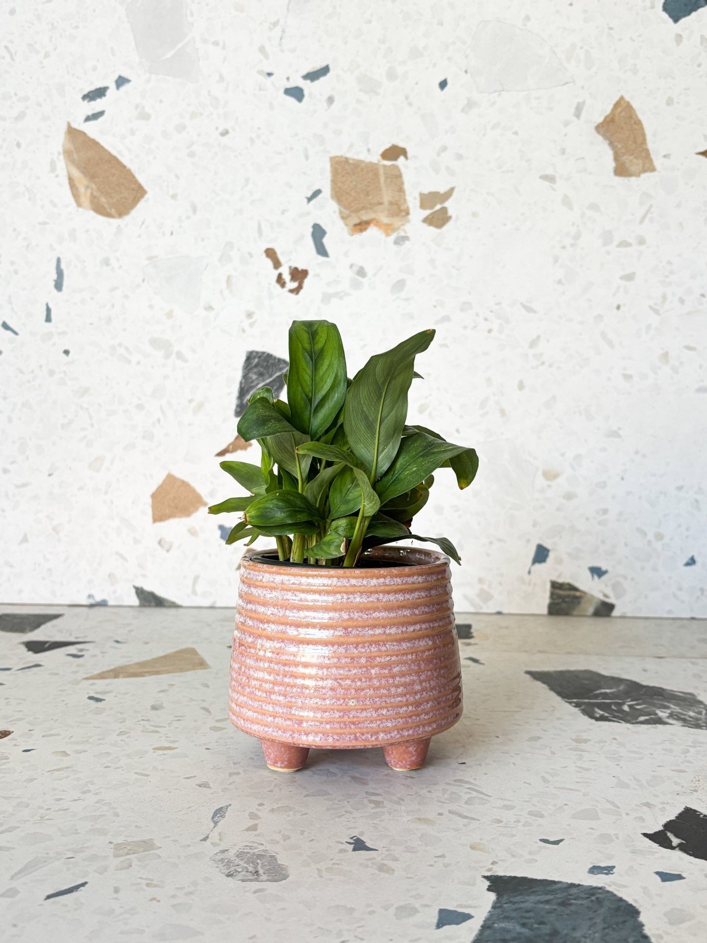 Cache - pots seconde - main - Alma Plantes