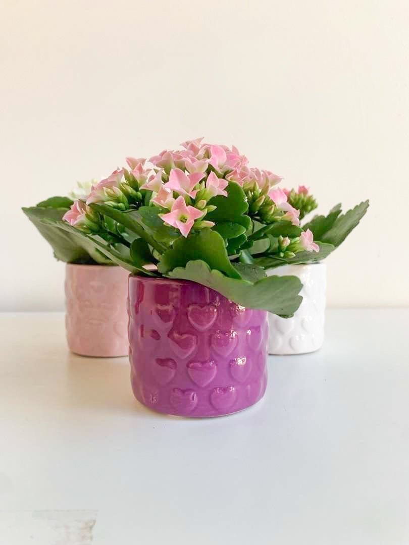 Camélia (Calandiva) - Alma Plantes