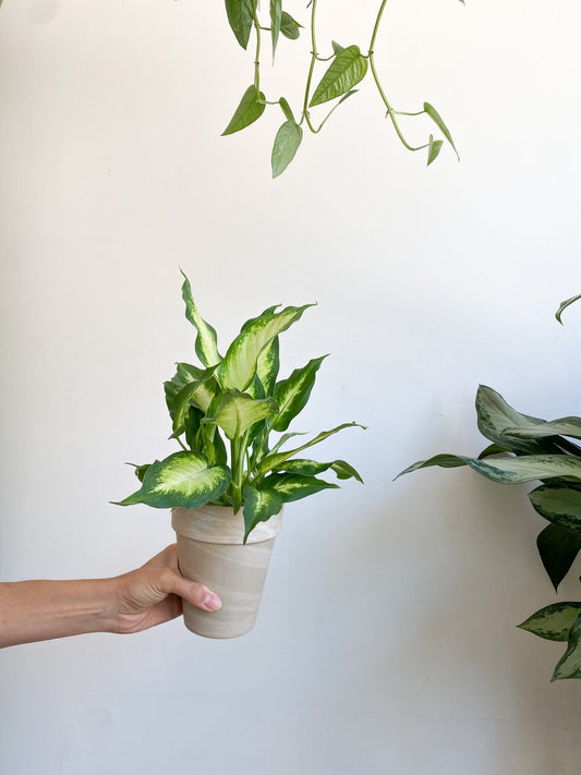 Camilla (Dieffenbachia) - Alma Plantes