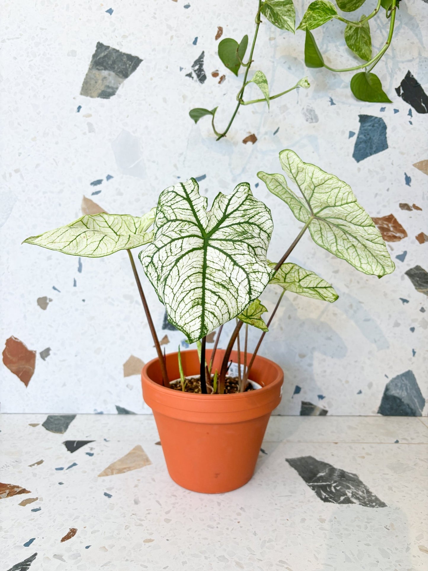 Candidum (Caladium) - Alma Plantes