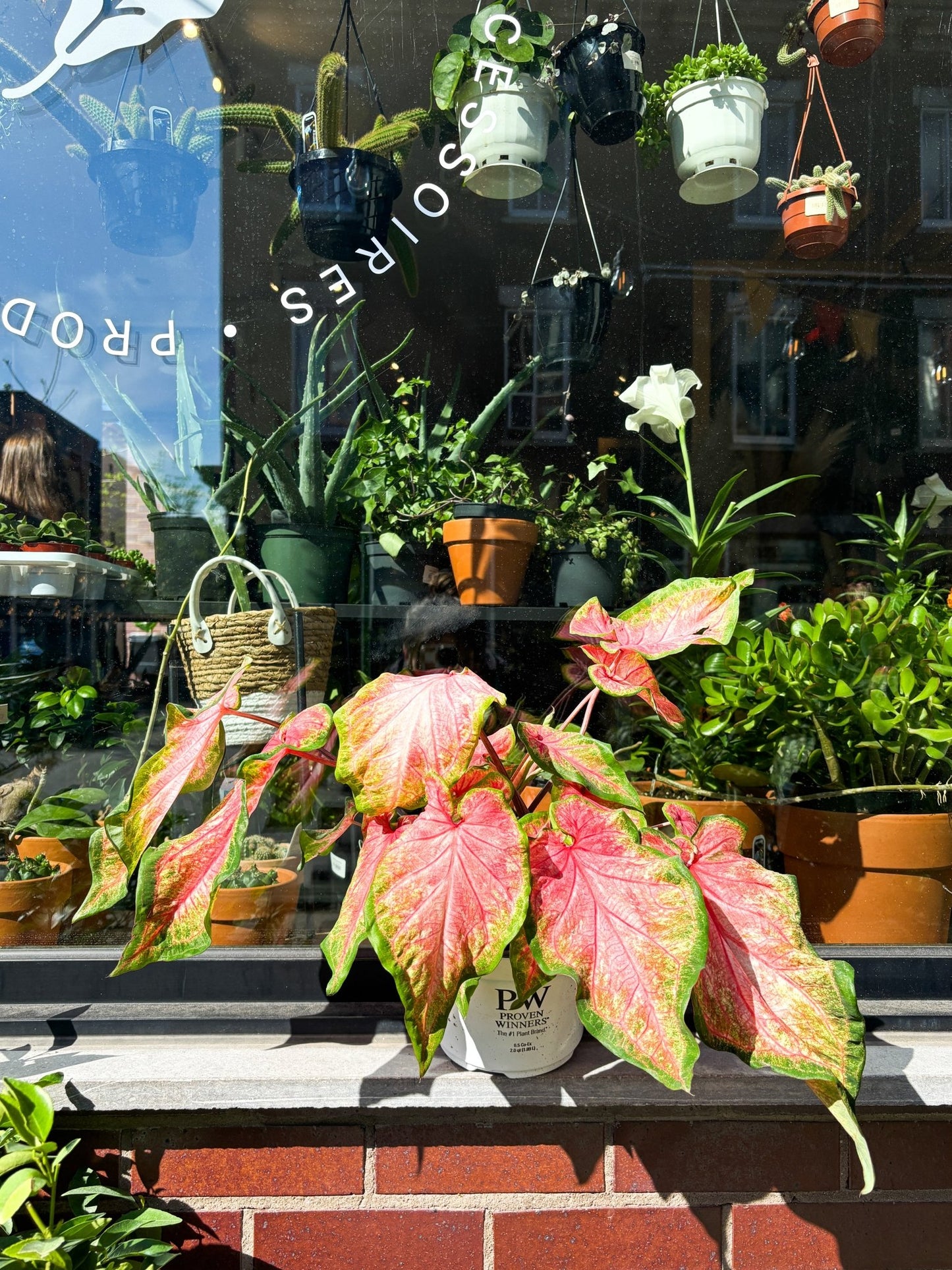Chinook (Caladium) - Alma Plantes