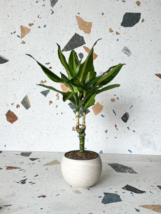 Cintho (Dracaena) - Alma Plantes