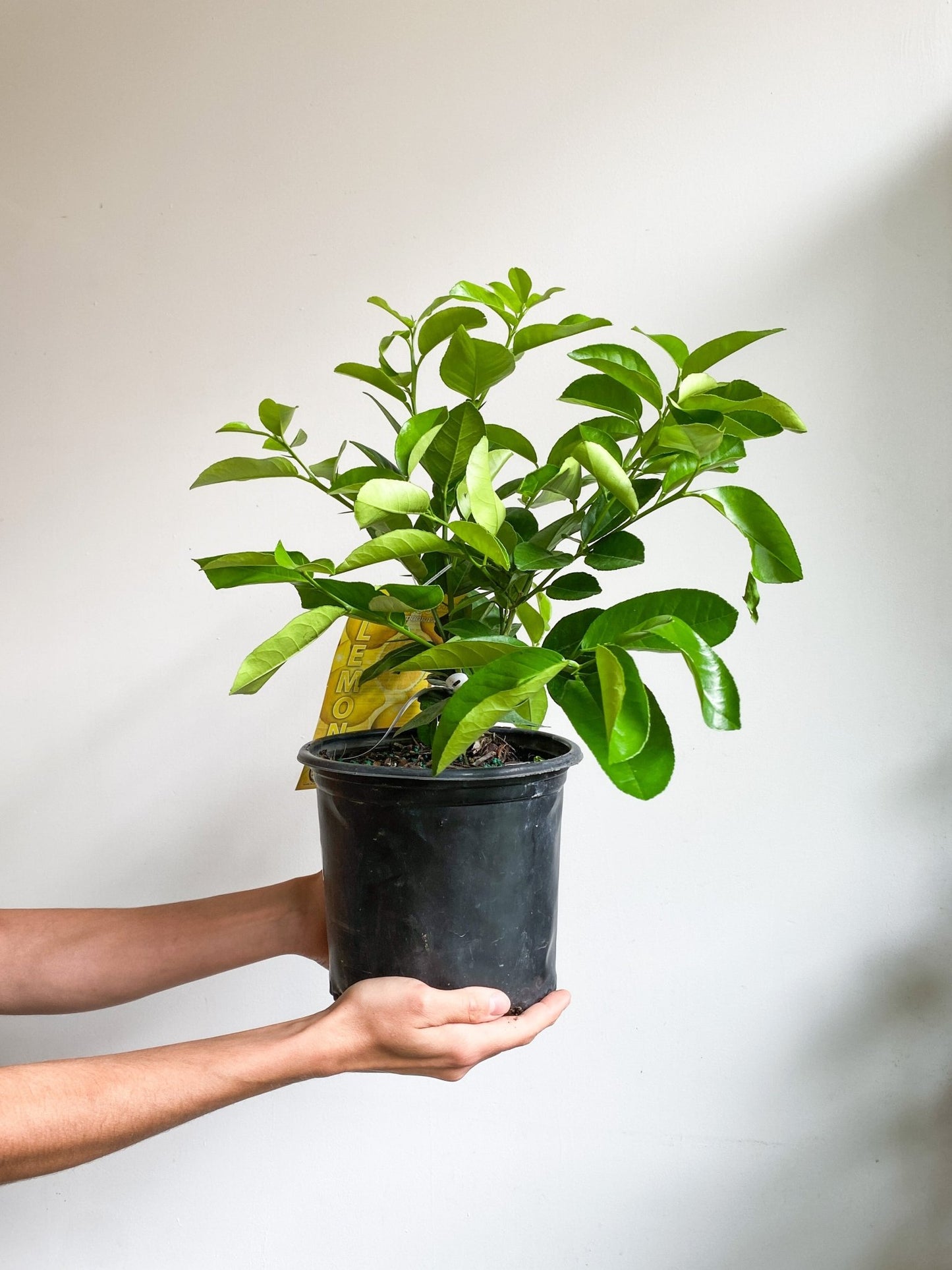 Citronnier - Alma Plantes