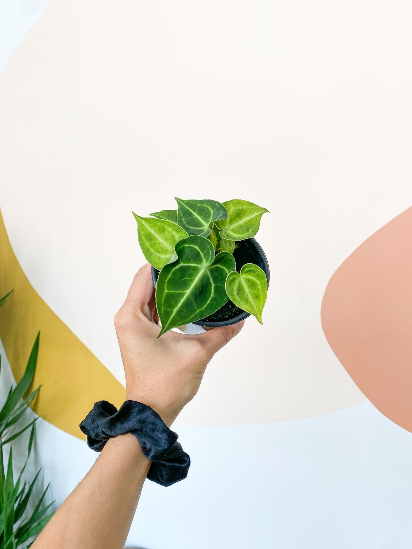 Clarinervium (Anthurium) - Alma Plantes