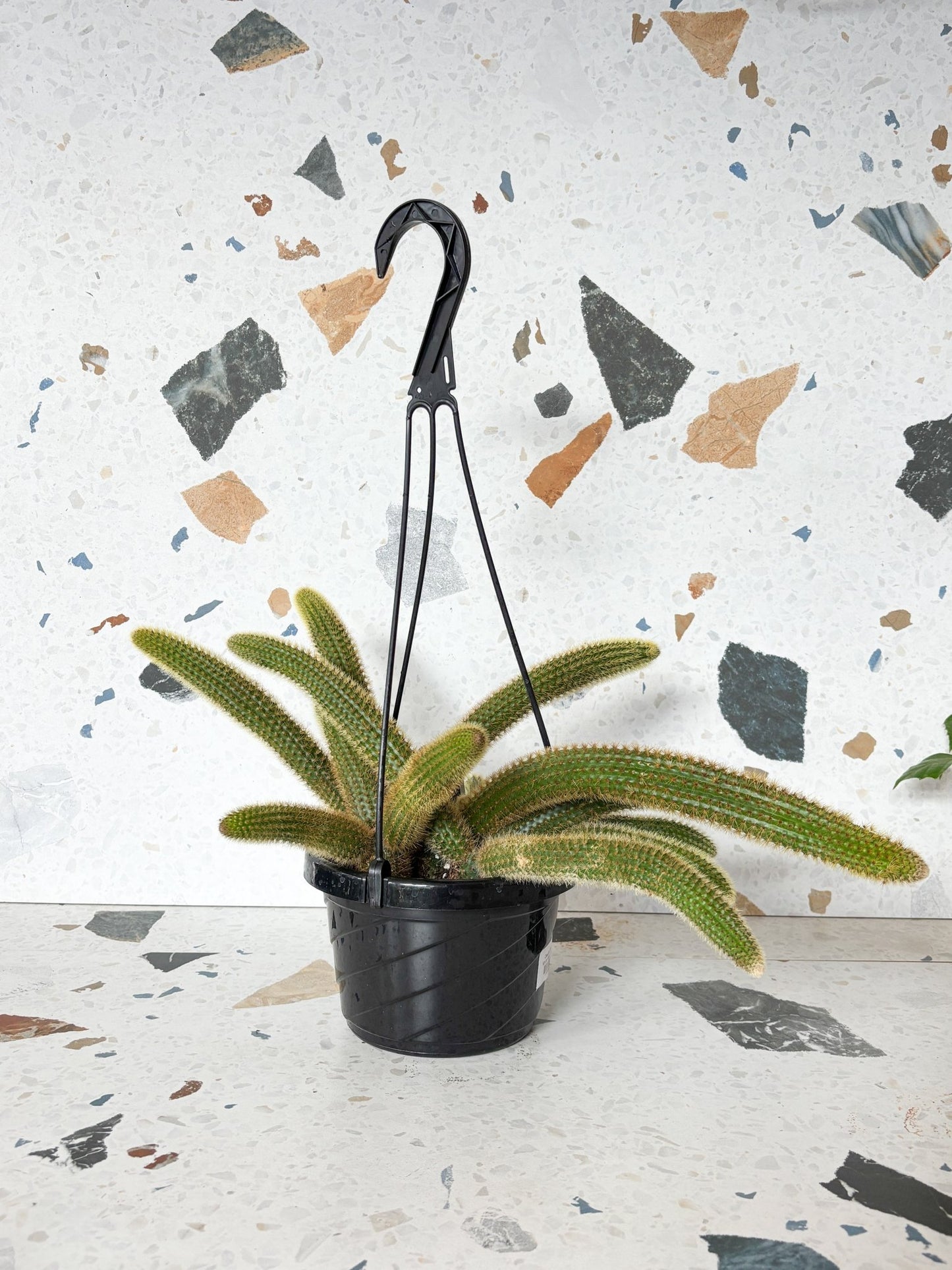 Claude (Cactus) - Alma Plantes