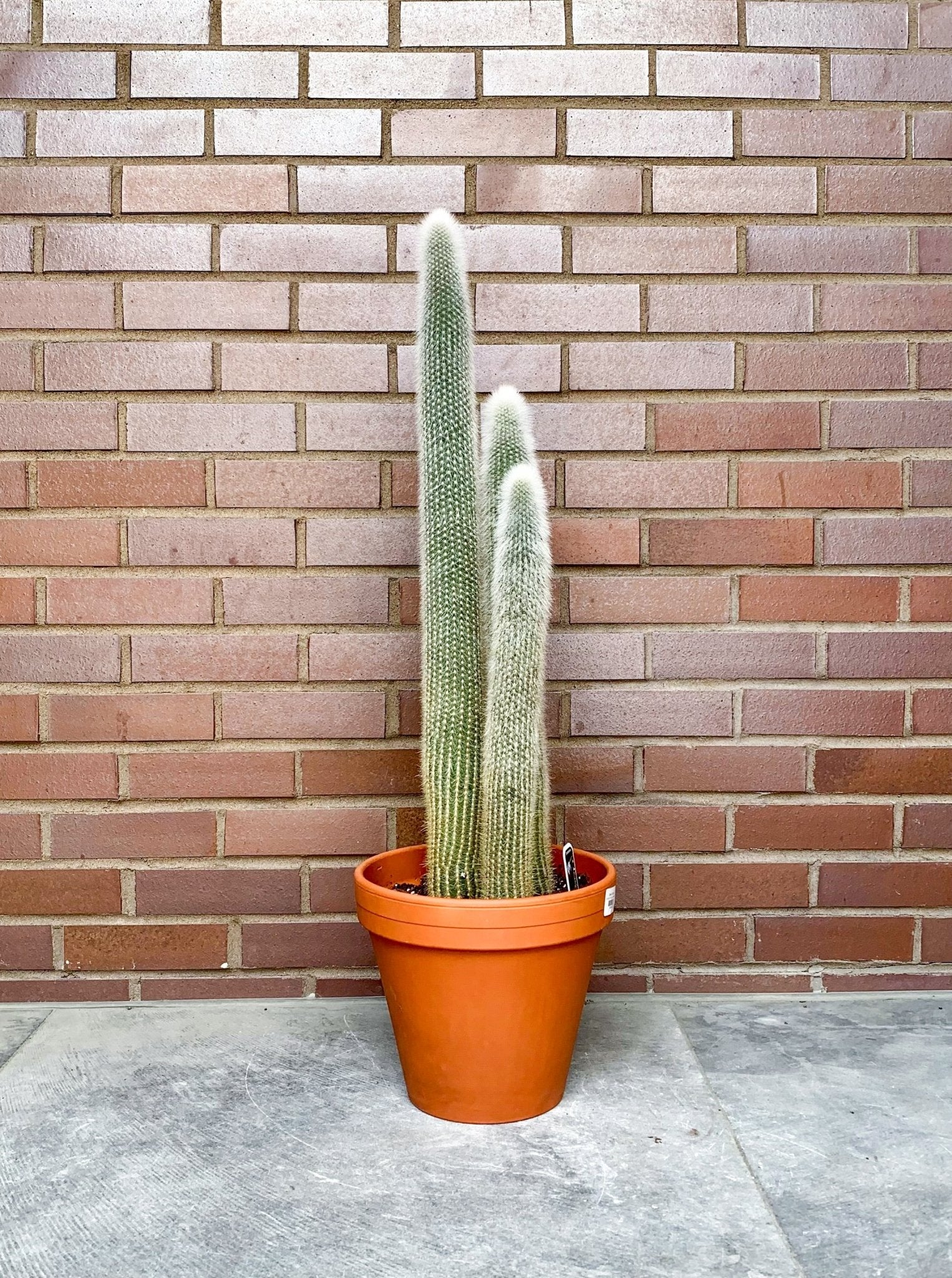 Cleisto (Cactus) - Alma Plantes