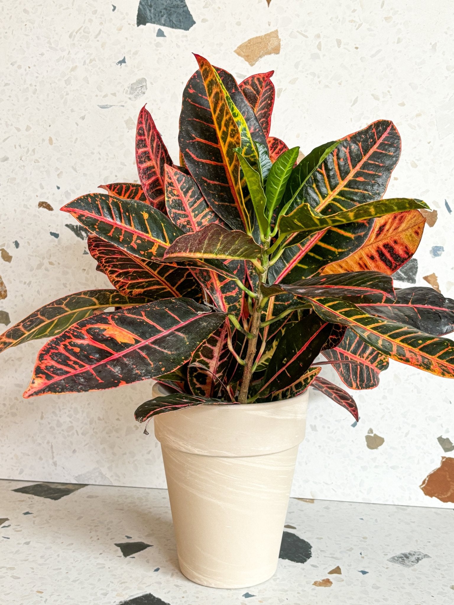 Colin (Croton) - Alma Plantes