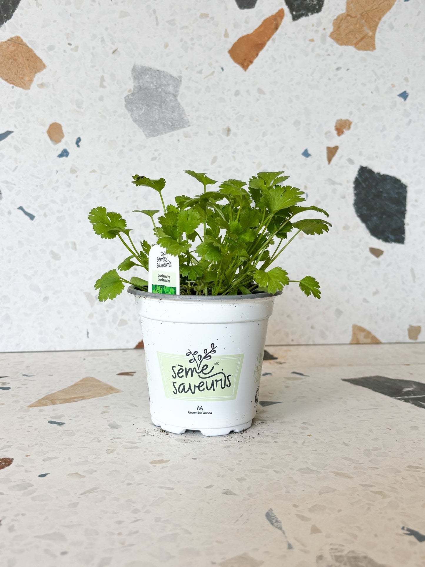 Coriandre - Alma Plantes