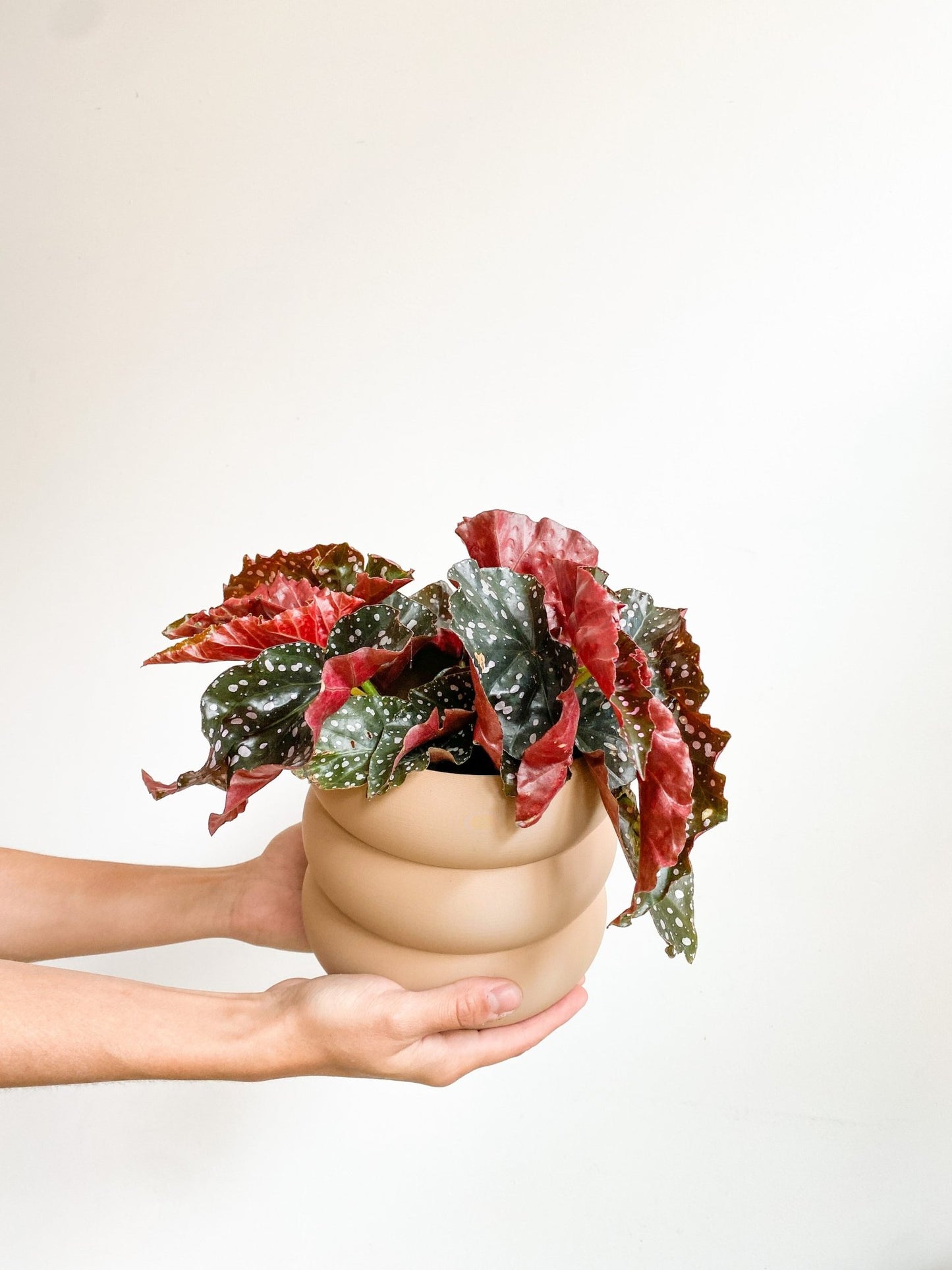 Cracklin (Begonia) - Alma Plantes