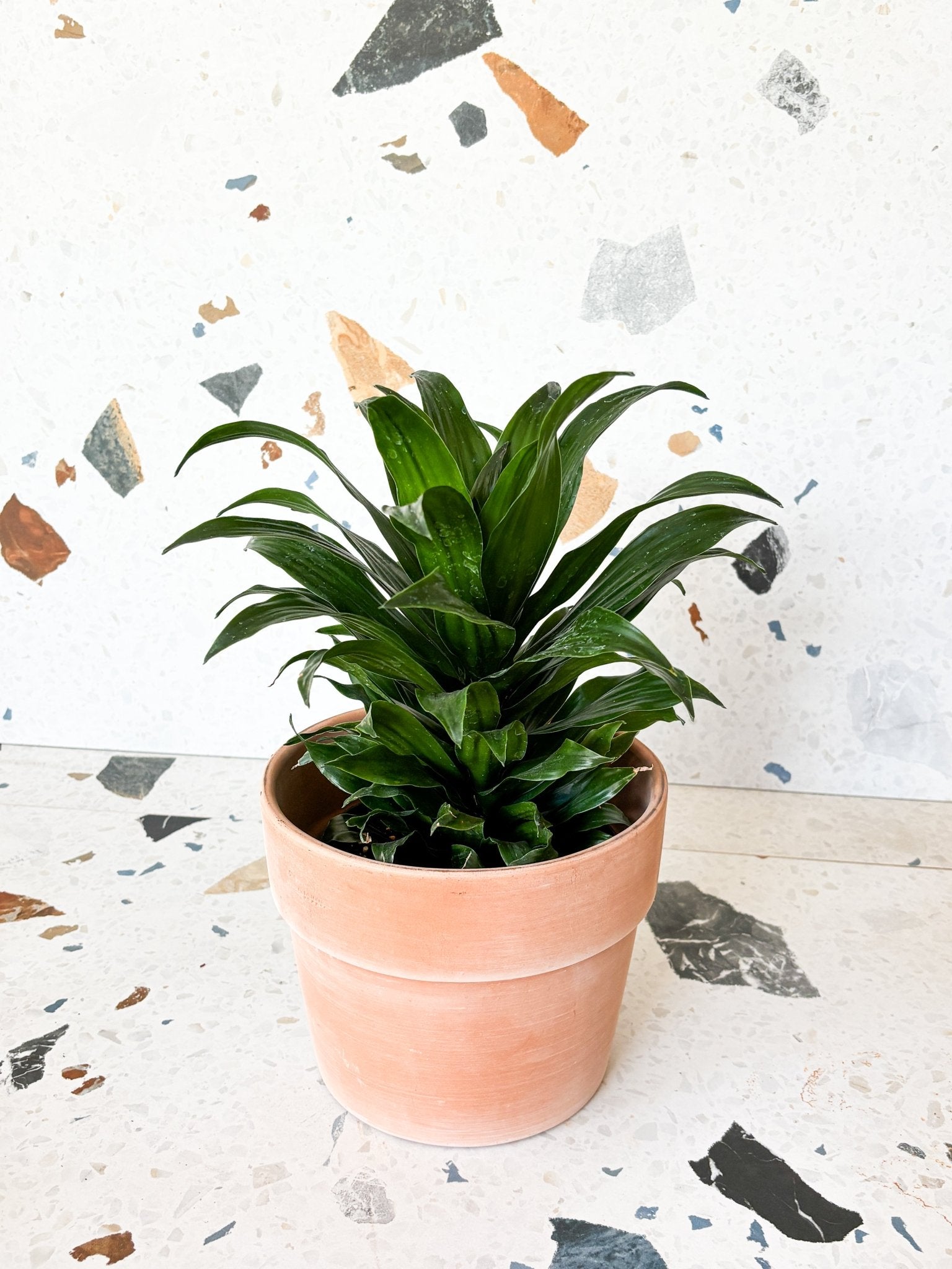 Craig (Dracaena) - Alma Plantes