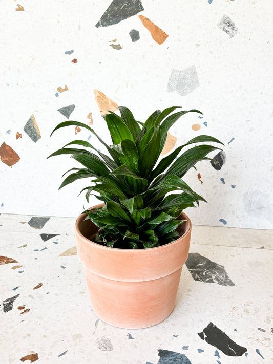 Craig (Dracaena) - Alma Plantes