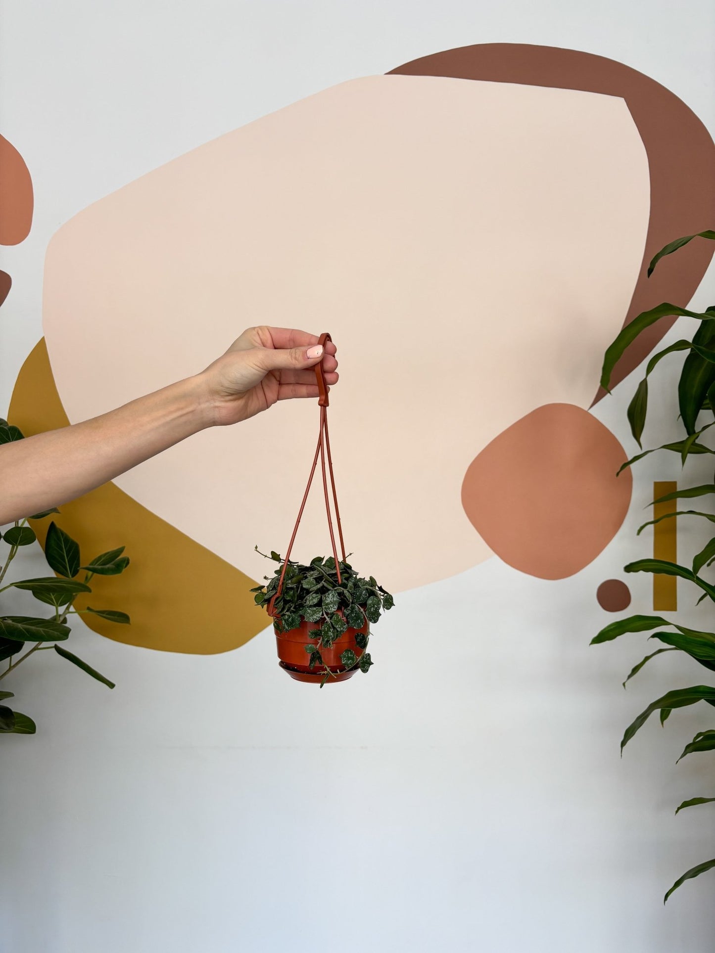 Curtis (Hoya) - Alma Plantes