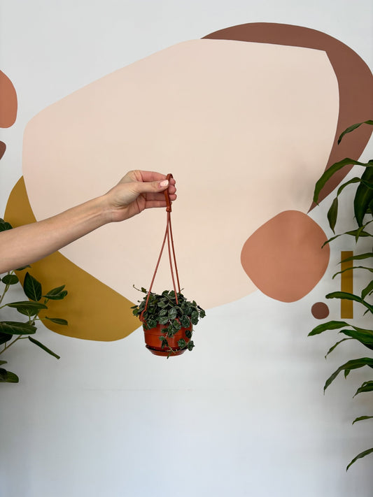 Curtis (Hoya) - Alma Plantes