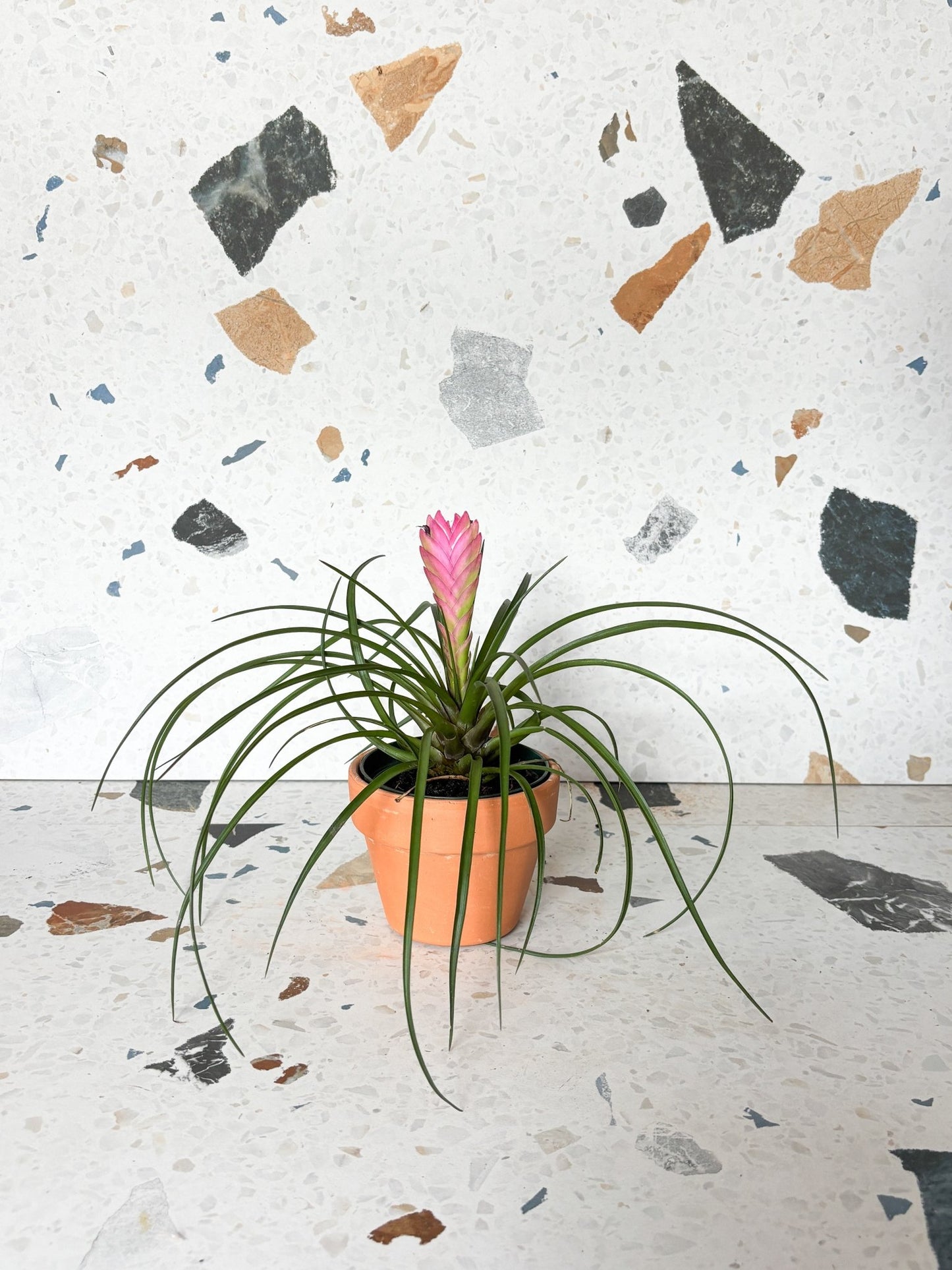 Cyan (Tillandsia) - Alma Plantes