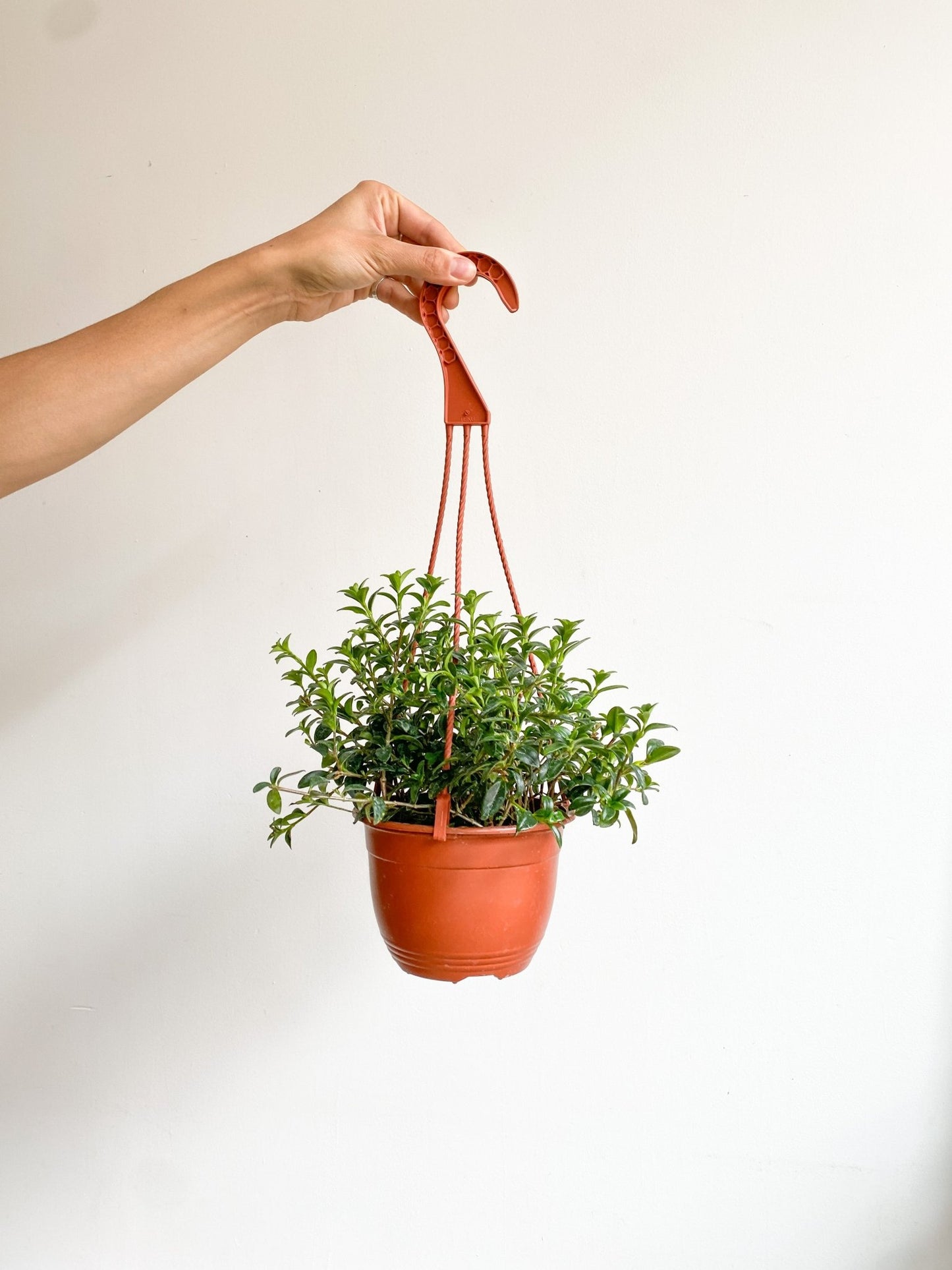 Cyril (Hypocerta) - Alma Plantes