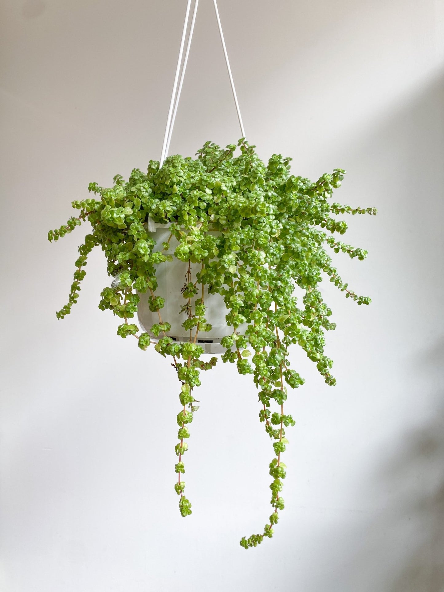 Debby (Pilea) - Alma Plantes