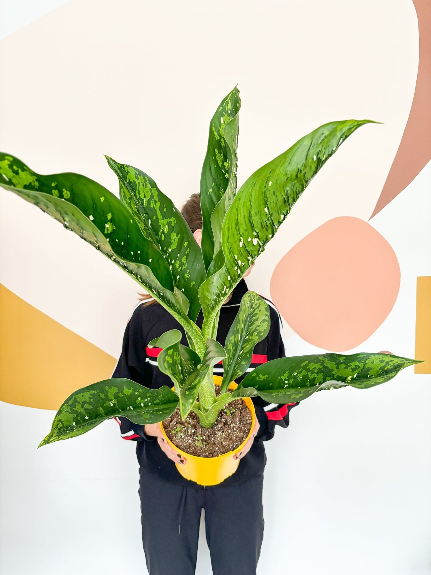 Dillon (Dieffenbachia) - Alma Plantes