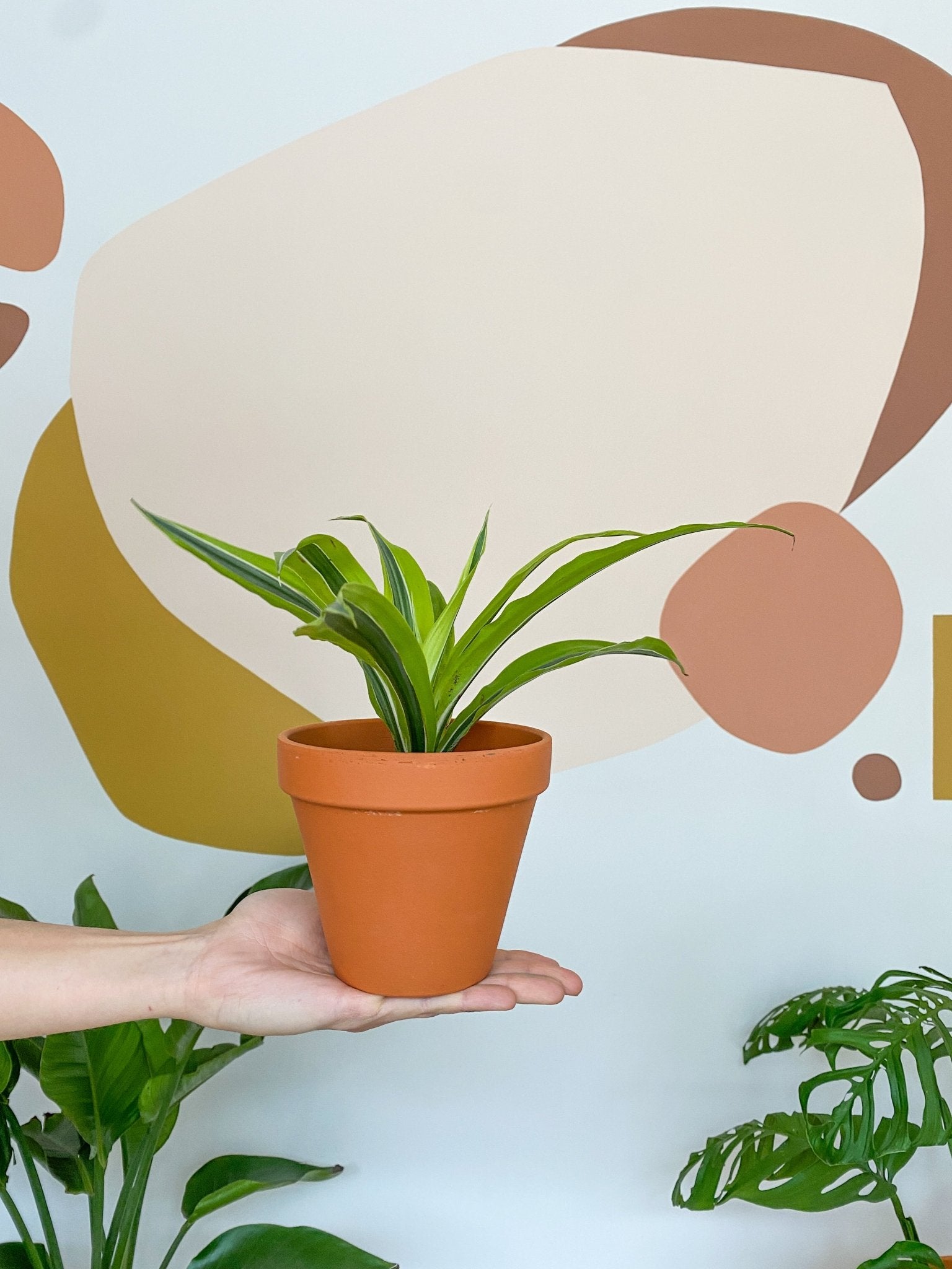 Dragan (Dracaena) - Alma Plantes