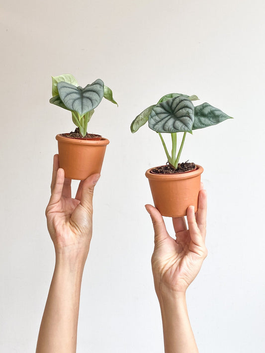 Dragon (Alocasia) - Alma Plantes