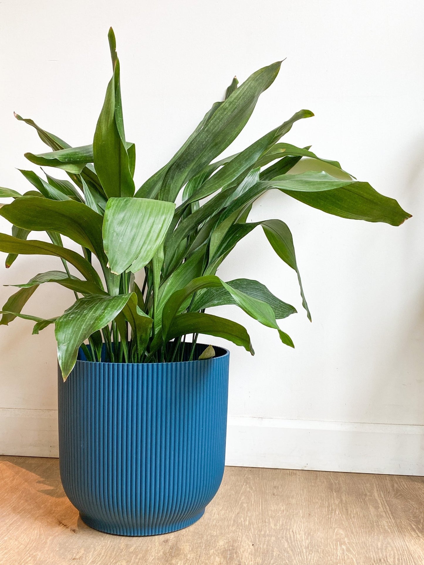 Elator (Aspidistra) - Alma Plantes