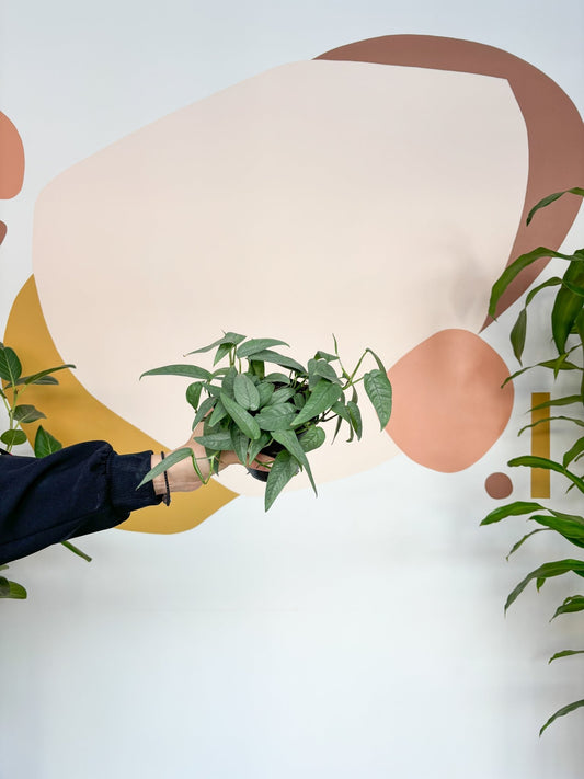 Elvis (Pothos) - Alma Plantes