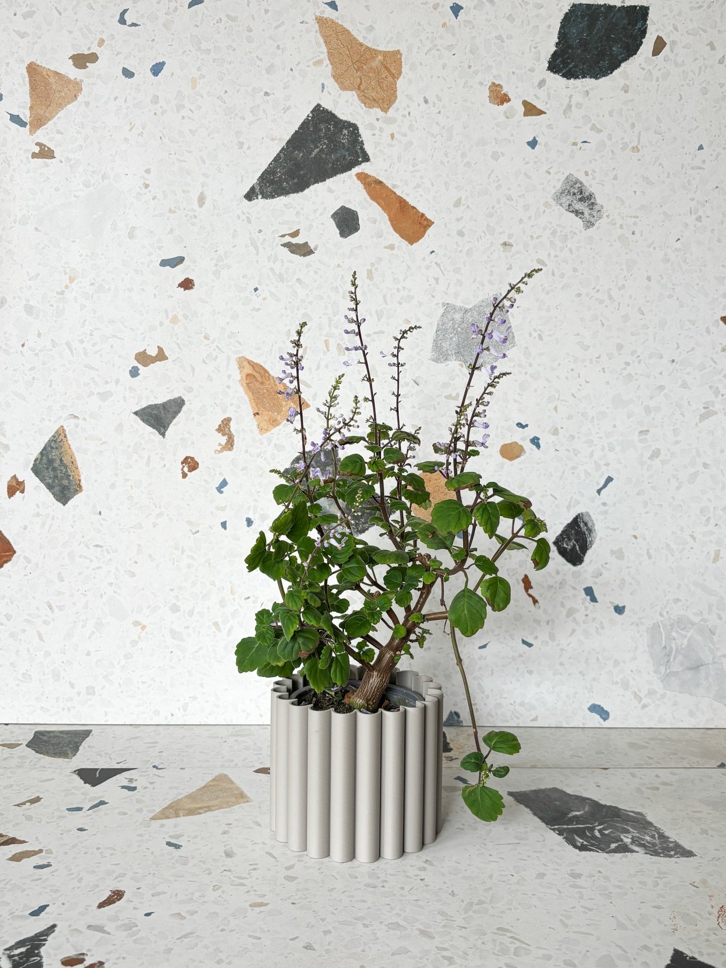 Ernest (Plectranthus) - Alma Plantes