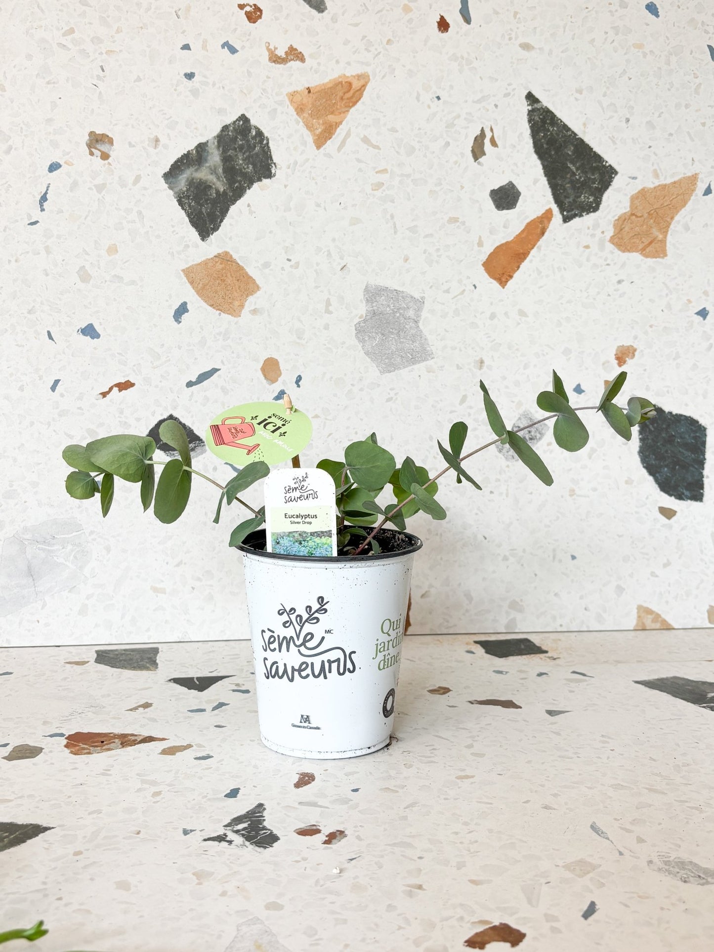 Eucalyptus silver drop - Alma Plantes