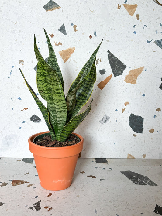 Fabi (Sansevière) - Alma Plantes