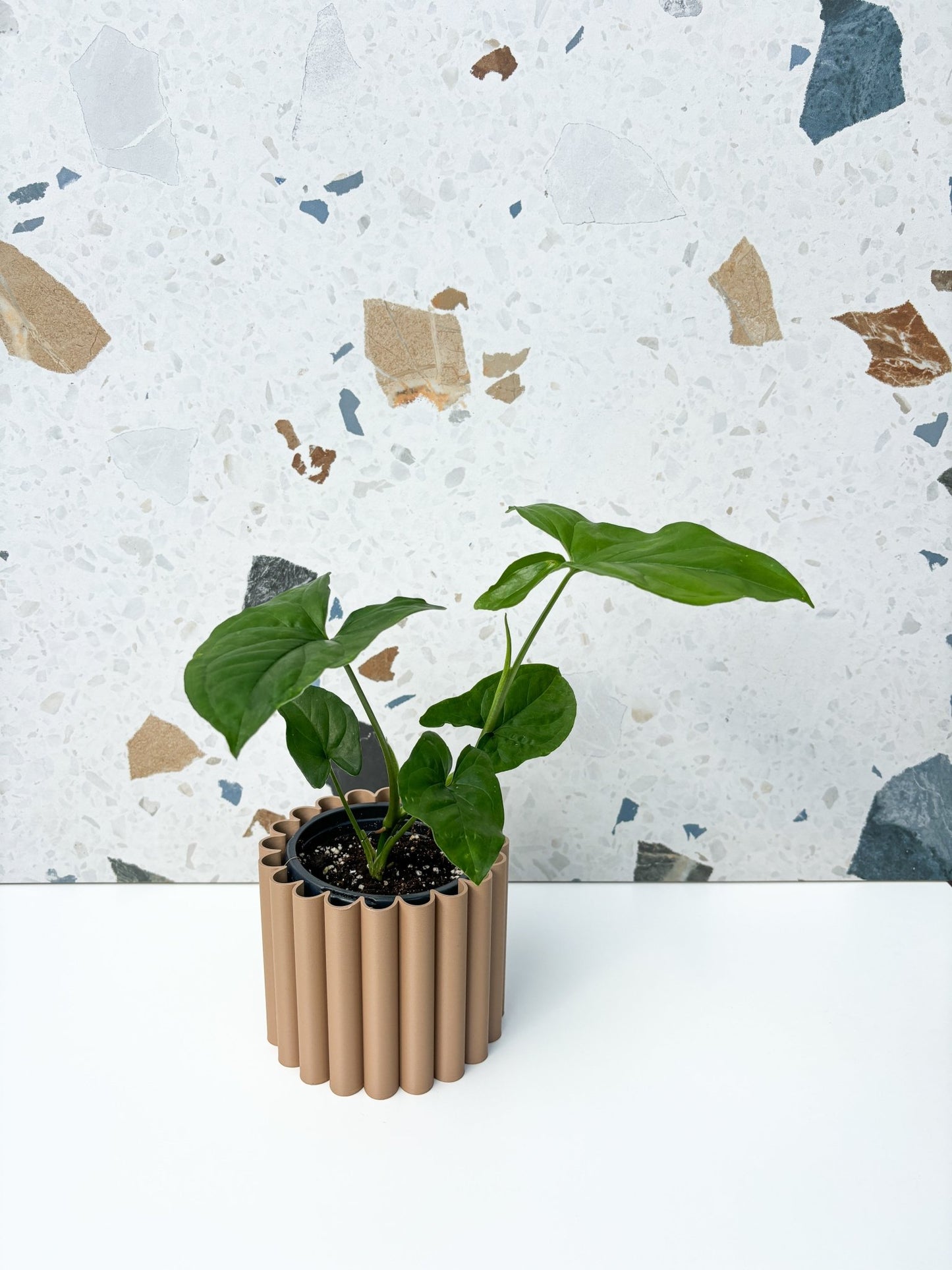 Fantasy (Syngonium) - Alma Plantes