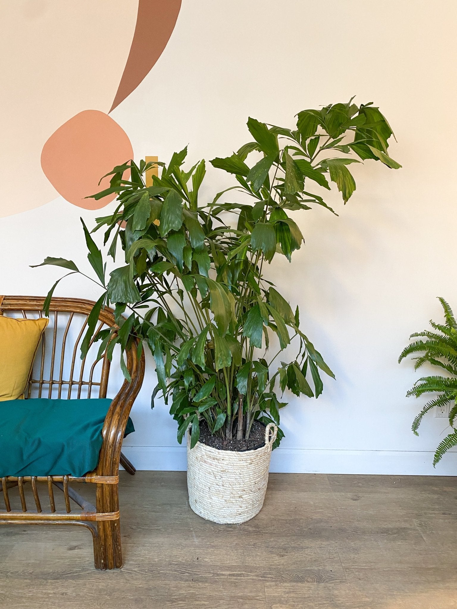 Finlay (Palmier) - Alma Plantes