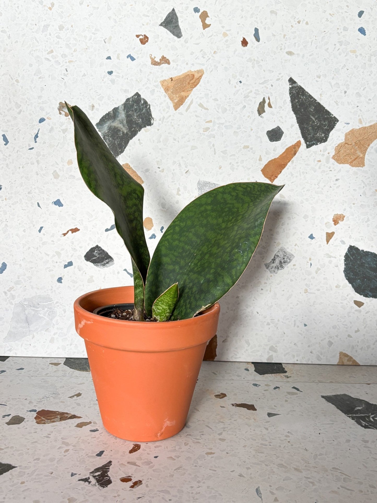 Finn (Sansevière) - Alma Plantes