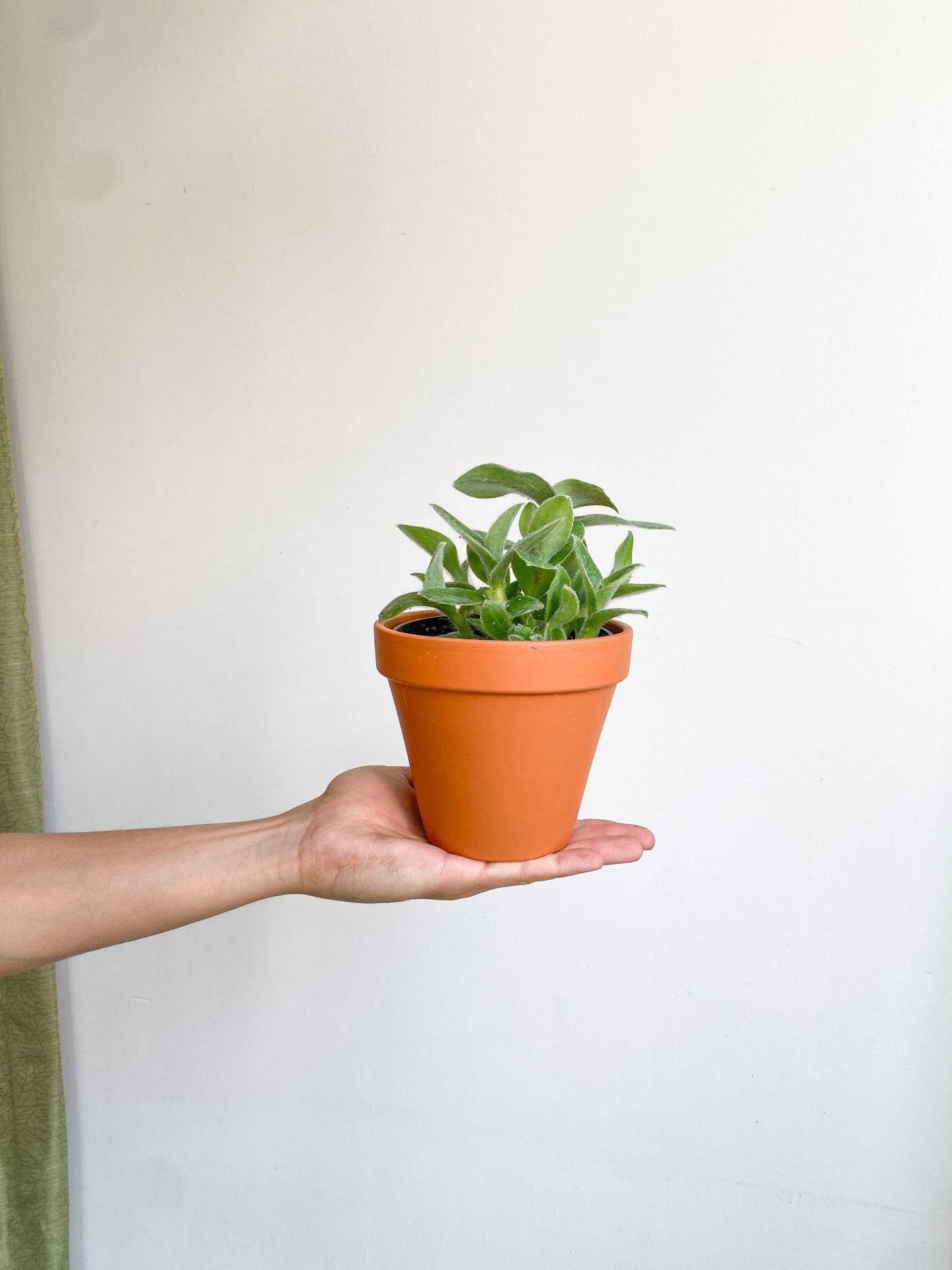 Fitz (Tradescantia) - Alma Plantes