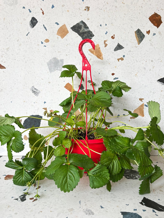Fraisier - Alma Plantes