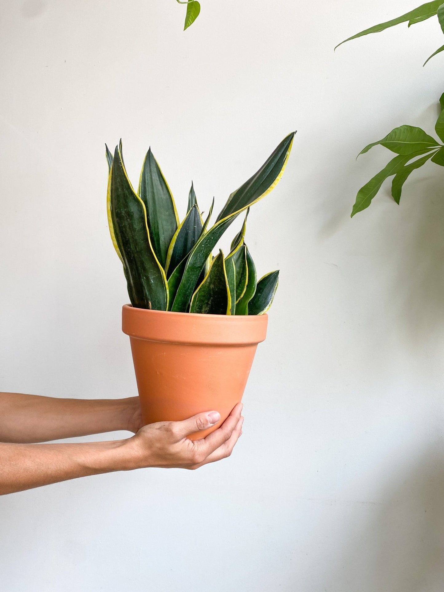 Gabrielle (Sansevière) - Alma Plantes