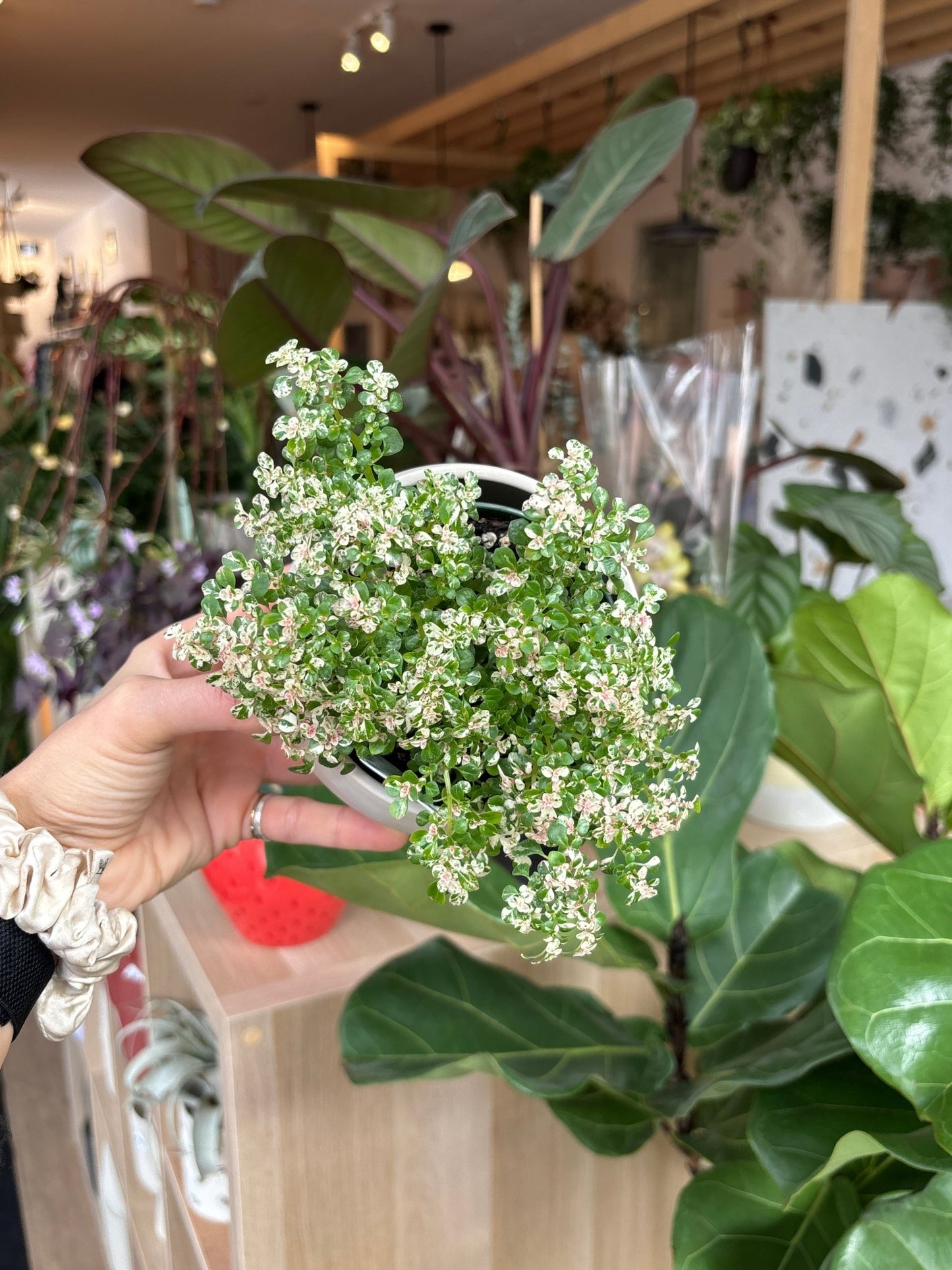 Gata (pilea) - Alma Plantes