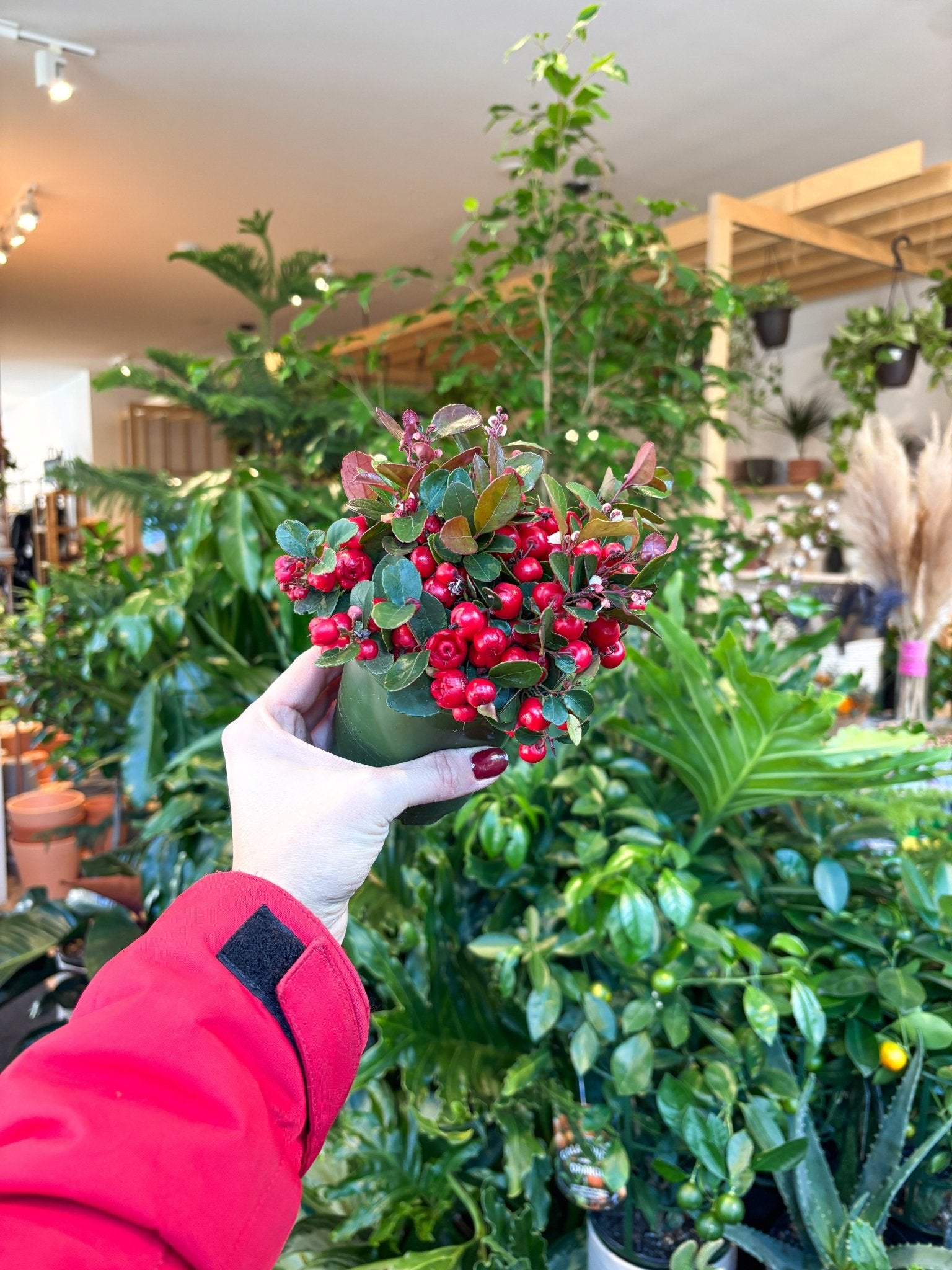 Gaulthier (Gaultheria) – Alma Plantes