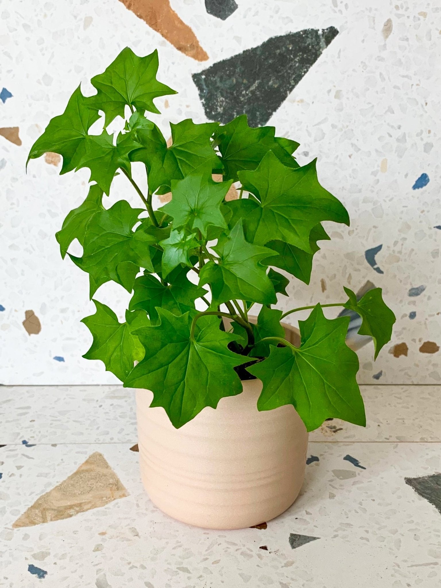 Germain (Senecio) - Alma Plantes