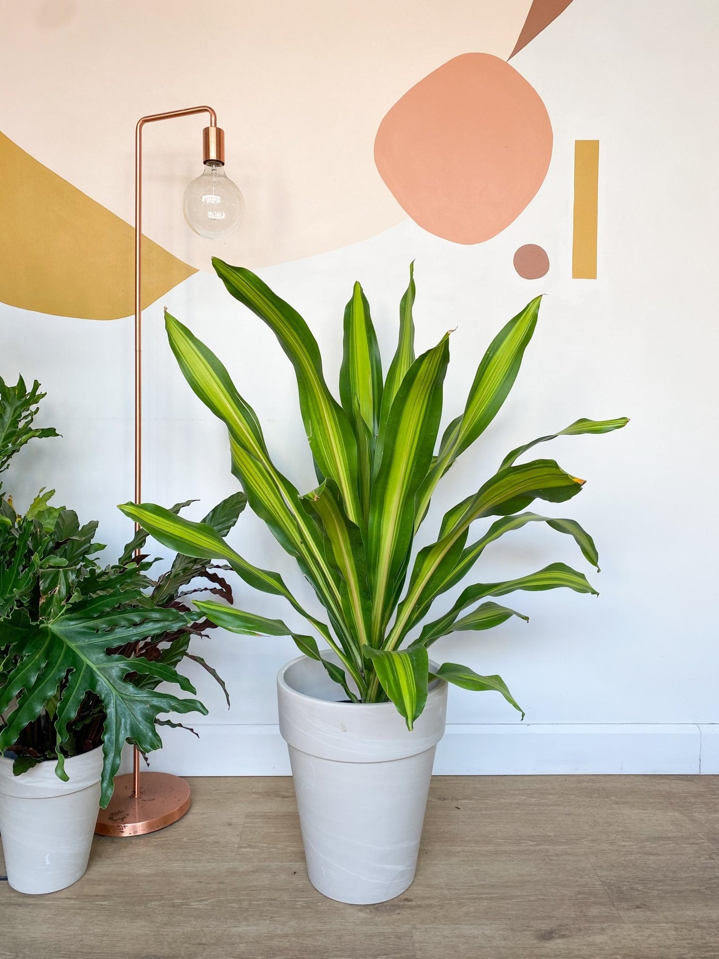 Giganta (Dracaena) - Alma Plantes