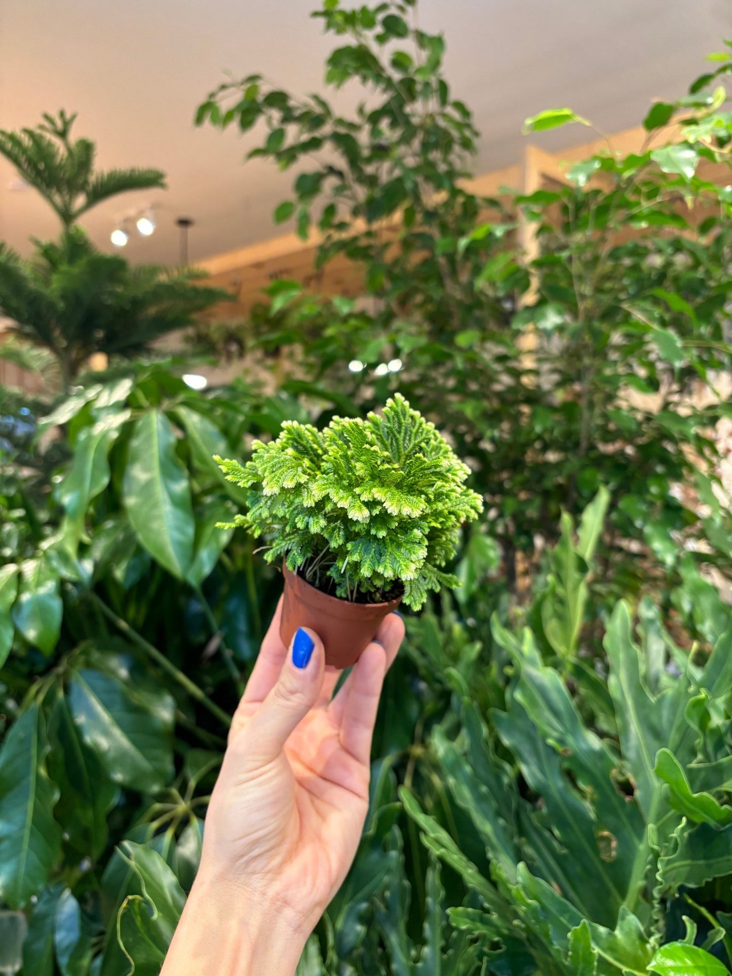 Givrette (fougère) - Alma Plantes